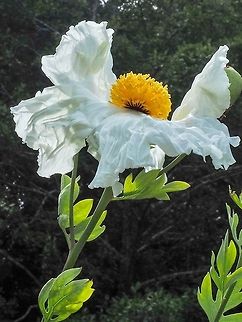 The Matilija Poppy A singular specimen. These flowers are the largest of all the poppy flowers.    Canada,Geotagged,Romneya coulteri,Summer