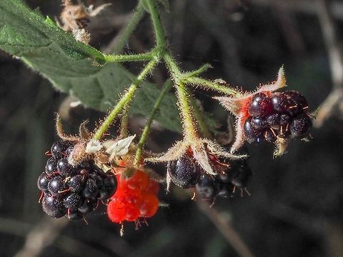 The Fruit of the Trailing Blackberry. The fruit is very poor this year because of the dry weather. Instead of globular it usually is thimble shaped.  Canada,Geotagged,Rubus ursinus,Summer,Trailing Blackberry