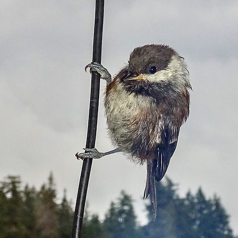 A Juvenile Chestnut-backed Chickadee. It was raining but it did not stop this youngster along with its siblings and parents from coming to the suet feeder.  Canada,Chestnut-backed chickadee,Geotagged,Poecile rufescens,Summer