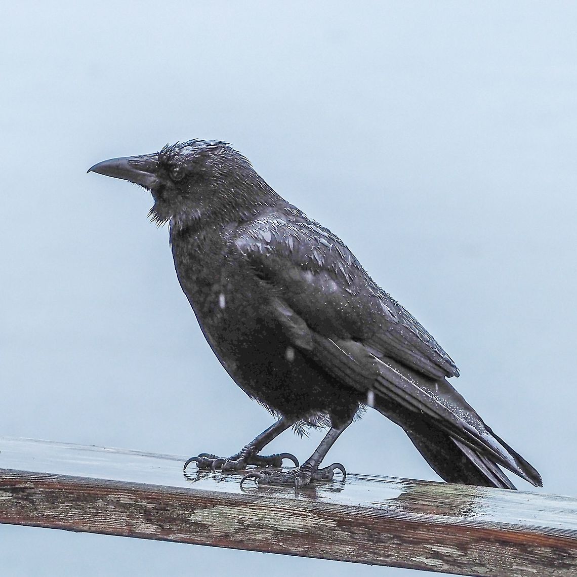 My Friend, Peanut, Waiting in the Rain. Peanut has returned and with another young crow. It is quite interesting because the youngster it was looking after last year is also around and although there is competition for favours it is not entirely banished. After listening to the three crows for the last four months I am getting better at discerning their &ldquo;voices&rdquo;. Canada,Corvus caurinus,Geotagged,Northwestern crow,Summer