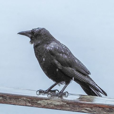 My Friend, Peanut, Waiting in the Rain. Peanut has returned and with another young crow. It is quite interesting because the youngster it was looking after last year is also around and although there is competition for favours it is not entirely banished. After listening to the three crows for the last four months I am getting better at discerning their “voices”. Canada,Corvus caurinus,Geotagged,Northwestern crow,Summer