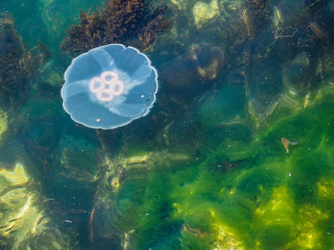 Aurelia labiata, or Moon Jelly This sea jelly is the Northern Pacific version of A. aurita. This specimen was photographed while I was standing on our deck. The sea jelly being close to the surface and the sun shining certainly helped taking the photo. Aurelia labiata,Canada,Geotagged,Moon Jelly,Summer
