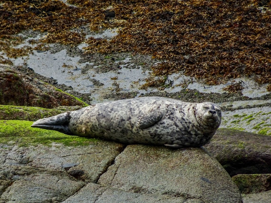 Bliss! Fortunately it&rsquo;s blubber allows this Harbour Seal, Phoca vitulina ssp. richardsi, to be very comfortable on bare rock. Lucky them! Canada,Geotagged,Harbor (common) seal,Phoca vitulina,Summer