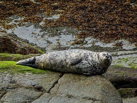 Bliss! Fortunately it&rsquo;s blubber allows this Harbour Seal, Phoca vitulina ssp. richardsi, to be very comfortable on bare rock. Lucky them! Canada,Geotagged,Harbor (common) seal,Phoca vitulina,Summer