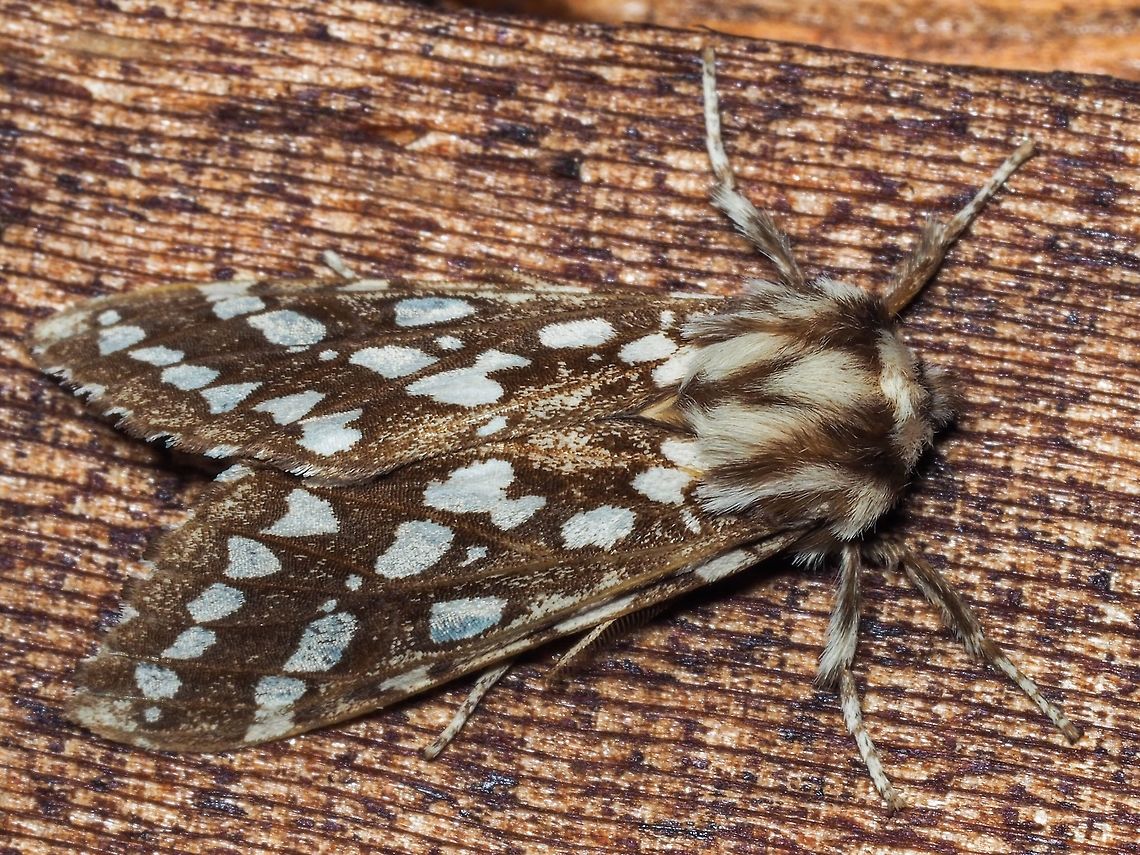 A Silver-spotted Tiger Moth, Lophocampa argentata. Resting underneath the back porch light. Canada,Geotagged,Lophocampa argentata,Silver-spotted Tiger Moth,Summer