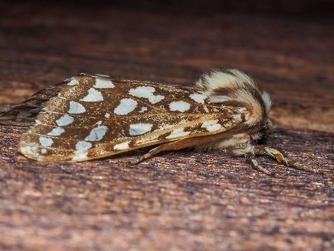 A Side View of a Silver-spotted Tiger Moth. One of the many photos of this moth. The antenna is just visible. Canada,Geotagged,Lophocampa argentata,Silver-spotted Tiger Moth,Summer