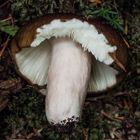 A Russula Mushroom This Russula has been &ldquo;altered&rdquo; by a Banana Slug. Canada,Geotagged,Summer