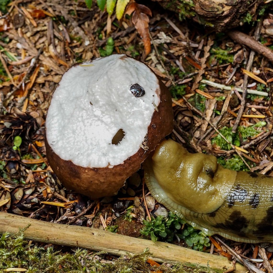Back Again! After nearly &ldquo;decapitating&rdquo; this russula the slug came back to taste the margins of the cap. I interrupted it to take this photo,<br />
<figure class="photo"><a href="https://www.jungledragon.com/image/81399/a_russula_mushroom.html" title="A Russula Mushroom"><img src="https://s3.amazonaws.com/media.jungledragon.com/images/2839/81399_thumb.jpeg?AWSAccessKeyId=05GMT0V3GWVNE7GGM1R2&Expires=1767225610&Signature=KZD5%2Beng1zepf2JnCIUrWje537Q%3D" width="200" height="200" alt="A Russula Mushroom This Russula has been &ldquo;altered&rdquo; by a Banana Slug. Canada,Geotagged,Summer" /></a></figure><br />
After taking the photo I put the &lsquo;shroom back and the slug resumed its lunch.<br />
 Ariolimax Columbianus,Canada,Geotagged,Pacific banana slug,Summer