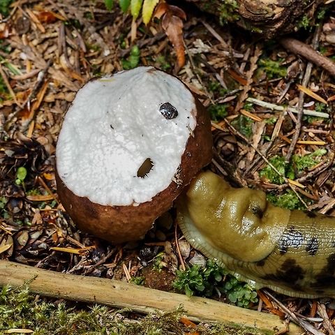 Back Again! After nearly “decapitating” this russula the slug came back to taste the margins of the cap. I interrupted it to take this photo,
https://www.jungledragon.com/image/81399/a_russula_mushroom.html
After taking the photo I put the ‘shroom back and the slug resumed its lunch.
 Ariolimax Columbianus,Canada,Geotagged,Pacific banana slug,Summer
