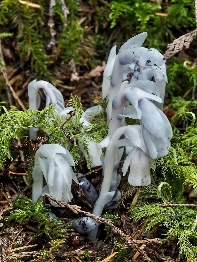 Ghost Plant This year the Monotropa uniflora is about three weeks behind last year because of the very dry spring. Right now we are experiencing a downpour so it will fun to revisit the usual spots in a few days. Canada,Geotagged,Ghost Plant,Monotropa uniflora,Summer
