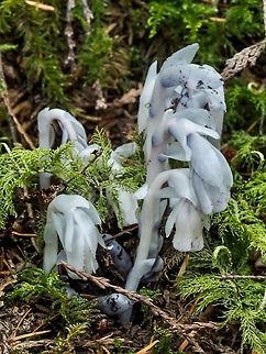 Ghost Plant This year the Monotropa uniflora is about three weeks behind last year because of the very dry spring. Right now we are experiencing a downpour so it will fun to revisit the usual spots in a few days. Canada,Geotagged,Ghost Plant,Monotropa uniflora,Summer