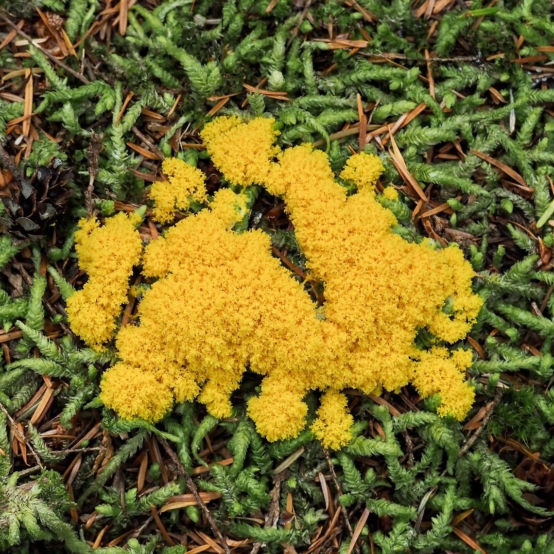 A “Young” Fuligo septica. This fungus being bright yellow stood out in the dark forest. Canada,Dog vomit slime mold,Fuligo septica,Geotagged,Summer