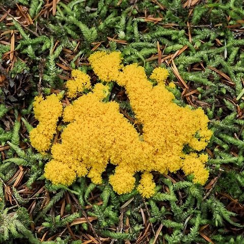 A “Young” Fuligo septica. This fungus being bright yellow stood out in the dark forest. Canada,Dog vomit slime mold,Fuligo septica,Geotagged,Summer
