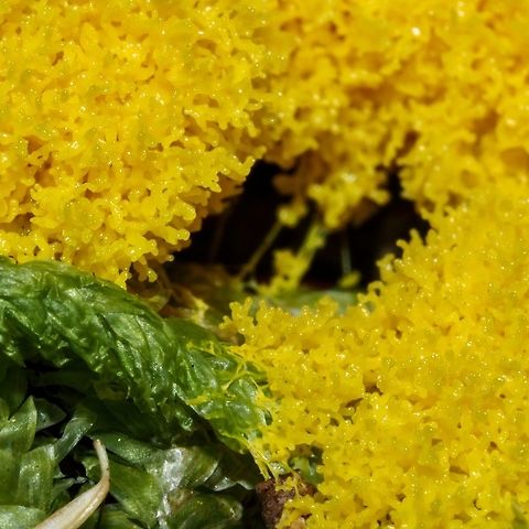 Yellow Aethelia of Fuligo septica. These aethelia coalesce into a quite solid mass. Canada,Dog vomit slime mold,Fuligo septica,Geotagged,Summer