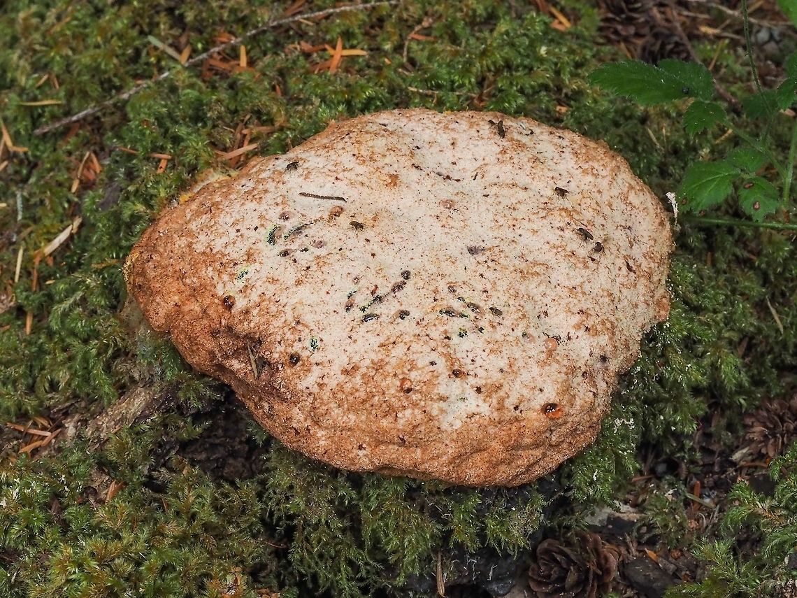An Older Specimen of Fuligo septica. It has taken me nearly a month to identify this fungus. If not for seeing this specimen, <figure class="photo"><a href="https://www.jungledragon.com/image/81402/a_young_fuligo_septica.html" title="A &ldquo;Young&rdquo; Fuligo septica."><img src="https://s3.amazonaws.com/media.jungledragon.com/images/2839/81402_thumb.jpeg?AWSAccessKeyId=05GMT0V3GWVNE7GGM1R2&Expires=1770854410&Signature=gBkNQEfTUnCZzZjUdtSLXlkmvKE%3D" width="200" height="200" alt="A &ldquo;Young&rdquo; Fuligo septica. This fungus being bright yellow stood out in the dark forest. Canada,Dog vomit slime mold,Fuligo septica,Geotagged,Summer" /></a></figure><br />
today I still would have been wondering. Canada,Dog vomit slime mold,Fuligo septica,Geotagged,Spring