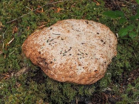 An Older Specimen of Fuligo septica. It has taken me nearly a month to identify this fungus. If not for seeing this specimen, https://www.jungledragon.com/image/81402/a_young_fuligo_septica.html
today I still would have been wondering. Canada,Dog vomit slime mold,Fuligo septica,Geotagged,Spring