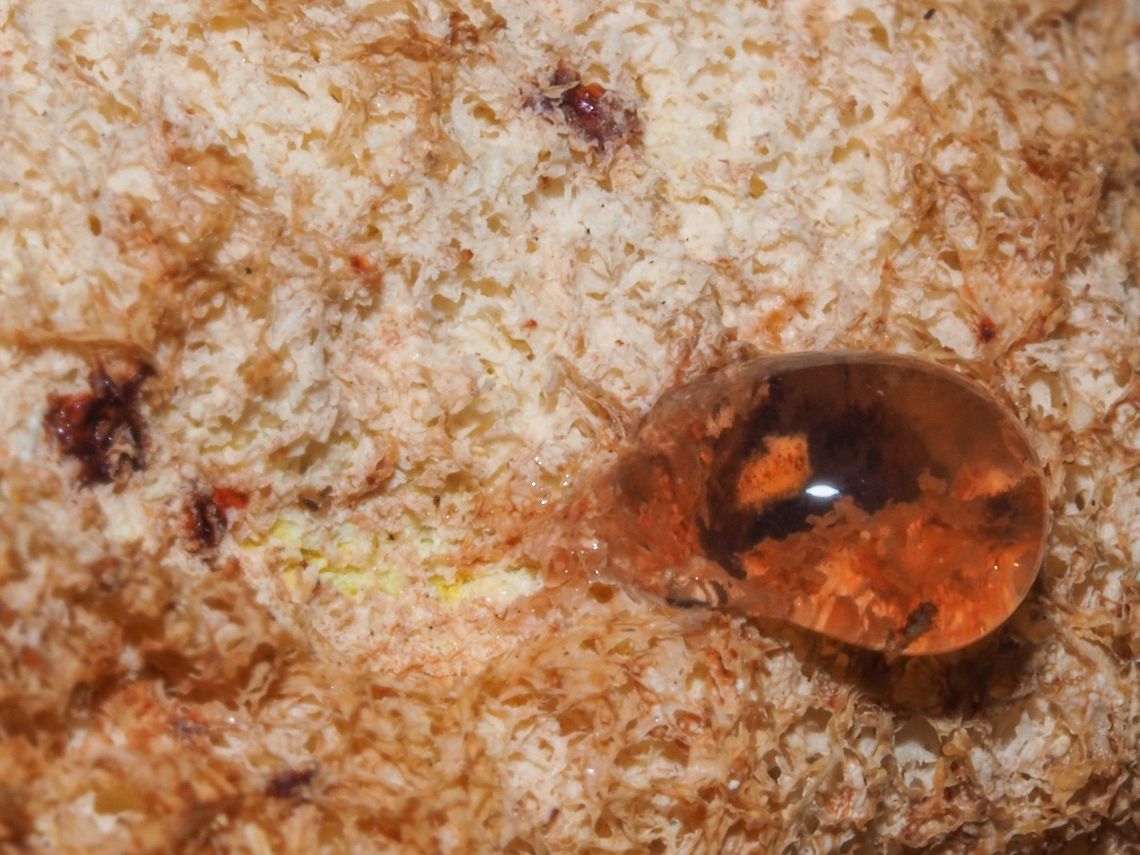 Guttation Under circumstances of high humidity and rapid growth some fungi secrete fluid out of pores. This fluid is not just water as in the process of transpiration but fluid that may contain sugars and minerals that often colour the liquid. The droplet pictured is 1-2mm across. Canada,Dog vomit slime mold,Fuligo septica,Geotagged,Spring