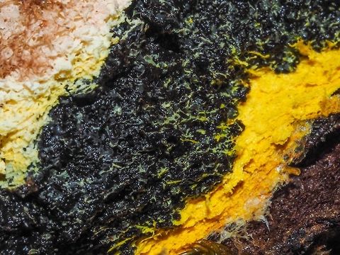 Fuligo septica, a Cross Section From the upper left; the tan coloured outer peridium, the middle developing dark spores and at the lower right the lower surface or what is left of the yellow plasmodium. F. septica is the largest spore producing slime mould. Canada,Dog vomit slime mold,Fuligo septica,Geotagged,Spring