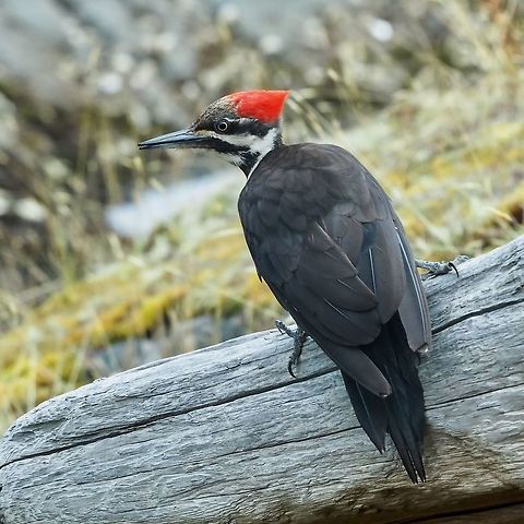 A Pileated Woodpecker. This fellow was searching for insects in some driftwood outside the kitchen window.  Canada,Dryocopus pileatus,Geotagged,Pileated Woodpecker,Summer