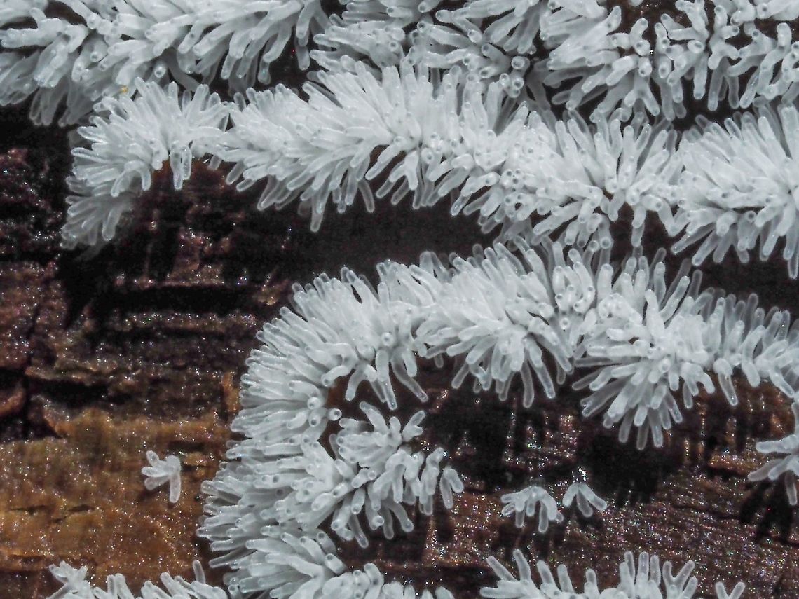 Coral or White-fingered Slime Mould. Another new one for me. Slime moulds are closer to amoebas than actual moulds. This one was found on a piece of Douglas Fir bark on the forest floor.  Canada,Ceratiomyxa fruticulosa,Coral Slime Mould,Geotagged,Summer,White-fingered Slime Mould