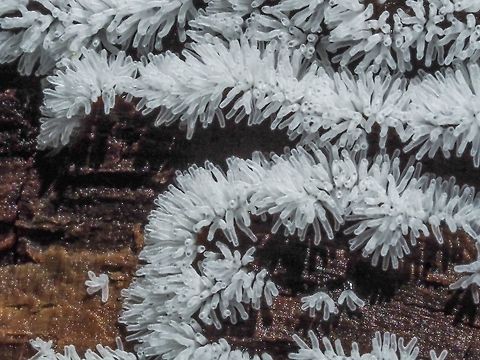 Coral or White-fingered Slime Mould. Another new one for me. Slime moulds are closer to amoebas than actual moulds. This one was found on a piece of Douglas Fir bark on the forest floor.  Canada,Ceratiomyxa fruticulosa,Coral Slime Mould,Geotagged,Summer,White-fingered Slime Mould