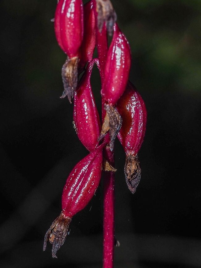 The Fruit of the Pacific Coralroot. Approximately two months after blooming the fruit is ripening!   Canada,Corallorhiza mertensiana,Geotagged,Merten’s Coralroot,Pacific coralroot,Summer