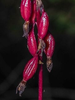 The Fruit of the Pacific Coralroot. Approximately two months after blooming the fruit is ripening!   Canada,Corallorhiza mertensiana,Geotagged,Merten’s Coralroot,Pacific coralroot,Summer