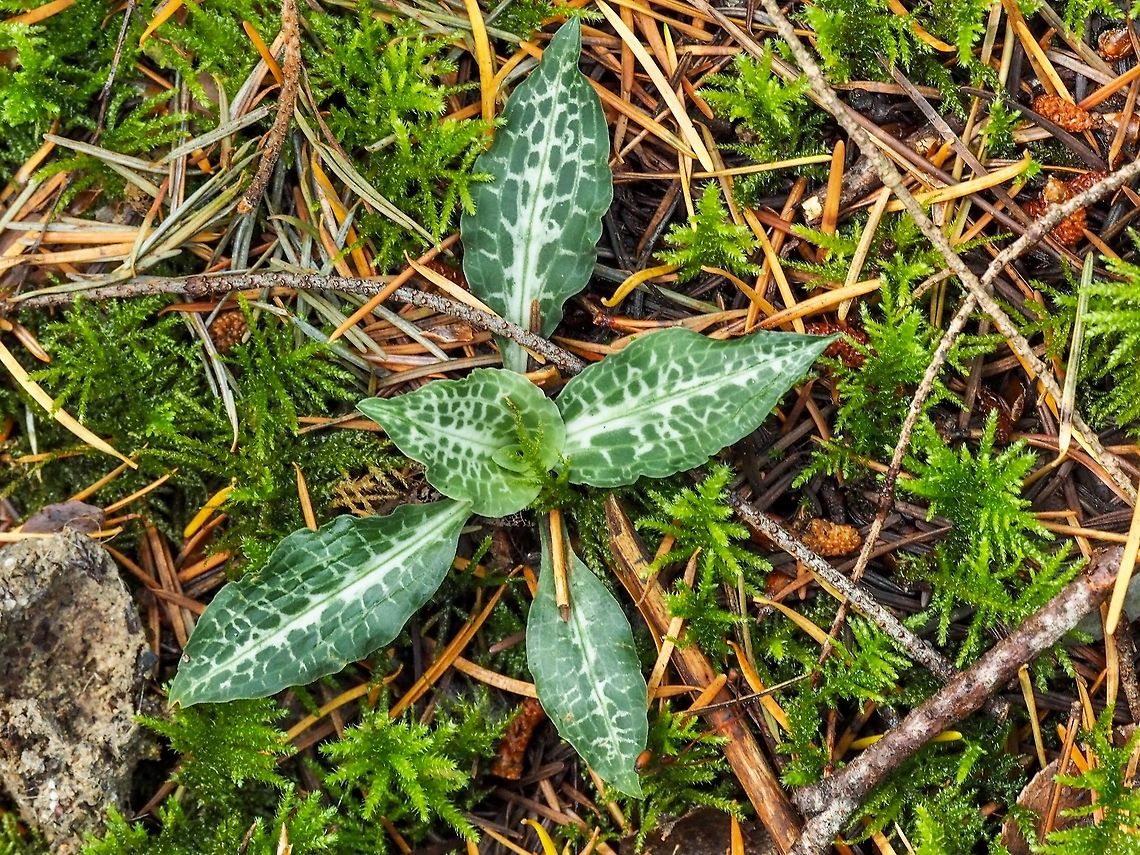 I’m Waiting! I&rsquo;m hoping I can remember where this plant is in a month or so. I want to go back and see the flowers which I have never seen. Canada,Geotagged,Goodyera oblongifolia,Summer,western rattlesnake plantain