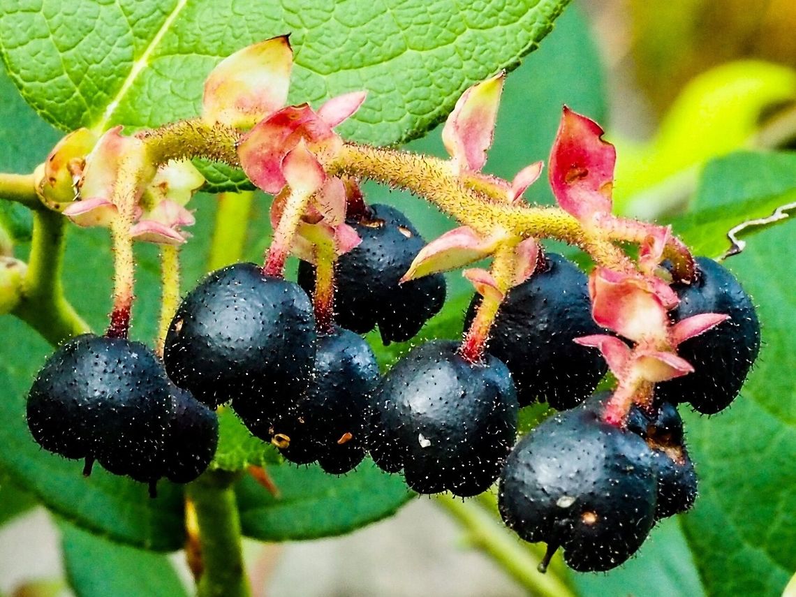 Salal, Gaultheria shallon, Berries. Recently salal berries have been found to be high in tannins and antioxidants. Historically they were very important to the indigenous people. The berries are still used to make jams, jellies and eaten fresh. For much more information, <a href="http://www.bcfoodhistory.ca/salal/" rel="nofollow">http://www.bcfoodhistory.ca/salal/</a> Canada,Gaultheria shallon,Geotagged,Summer