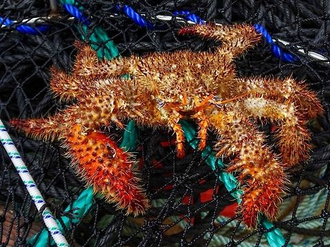 A Spiny Lithode Crab, Acantholithodes hispidus One reason why there were not many prawns in this trap! Not what I was hoping for. This crab is not an unusual bycatch of prawn fishermen. Please see, https://www.centralcoastbiodiversity.org/spiny-lithode-crab-bull-acantholithodes-hispidus.html  The crab was brought up from a depth of ~122 meters. Hopefully it made it safely back home. Acantholithodes hispidus,Canada,Geotagged,Hairy Spined Crab,Red Fur Crab,Spiny Lithode Crab,Summer