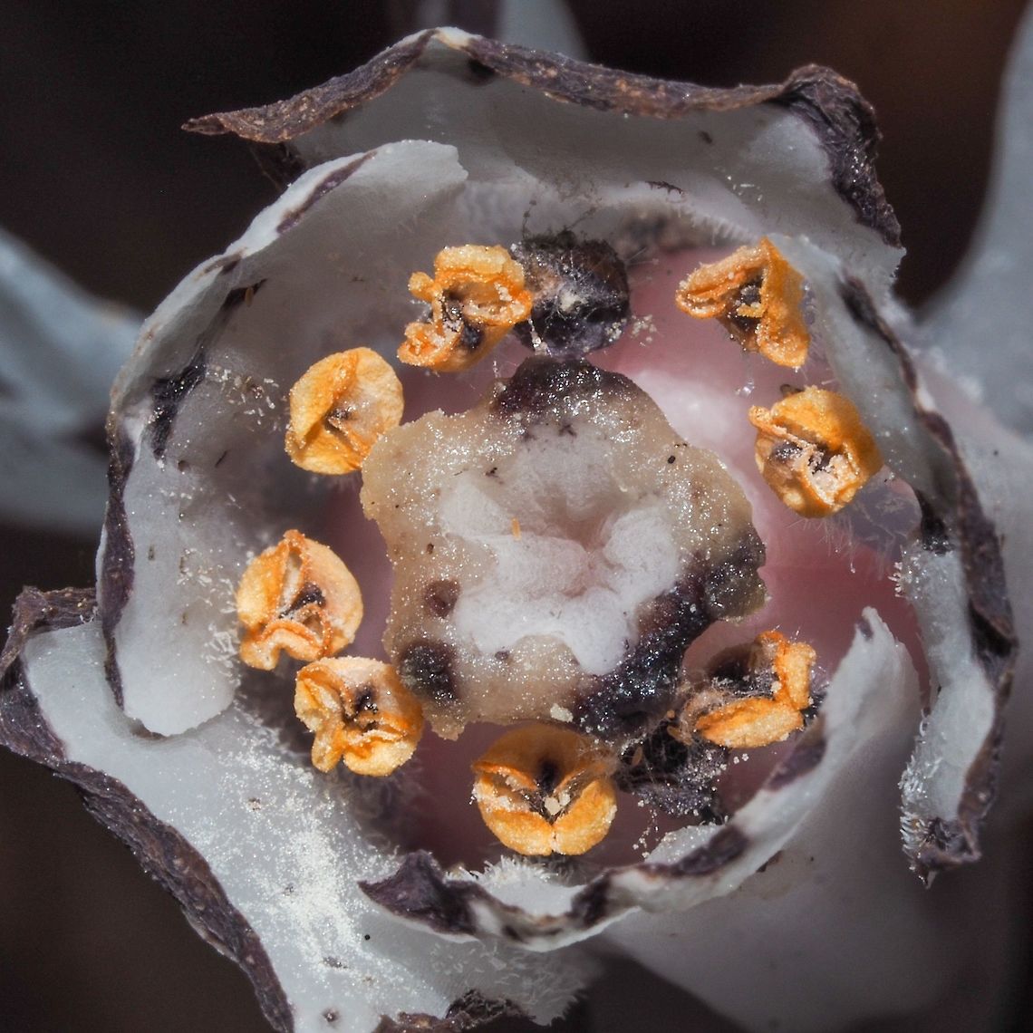 A Frontal View. Looking into the flower of the Ghost Plant. In a year it will look like this <figure class="photo"><a href="https://www.jungledragon.com/image/81804/last_years_flower.html" title="Last Year&rsquo;s Flower"><img src="https://s3.amazonaws.com/media.jungledragon.com/images/2839/81804_thumb.jpeg?AWSAccessKeyId=05GMT0V3GWVNE7GGM1R2&Expires=1759968010&Signature=ScOjX8qMnIdZLFZ4ufa6DU9c7Cc%3D" width="200" height="200" alt="Last Year&rsquo;s Flower Last year&rsquo;s flower of Monotropa uniflora. Compare it with a fresh blossom,<br />
https://www.jungledragon.com/image/81803/a_frontal_view.html Canada,Geotagged,Ghost Plant,Monotropa uniflora,Summer" /></a></figure> Canada,Geotagged,Ghost Plant,Monotropa uniflora,Summer