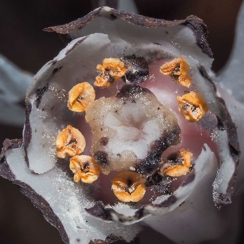 A Frontal View. Looking into the flower of the Ghost Plant. In a year it will look like this https://www.jungledragon.com/image/81804/last_years_flower.html Canada,Geotagged,Ghost Plant,Monotropa uniflora,Summer