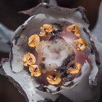 A Frontal View. Looking into the flower of the Ghost Plant. In a year it will look like this https://www.jungledragon.com/image/81804/last_years_flower.html Canada,Geotagged,Ghost Plant,Monotropa uniflora,Summer