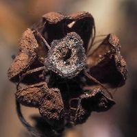 Last Year’s Flower Last year’s flower of Monotropa uniflora. Compare it with a fresh blossom,<br />
https://www.jungledragon.com/image/81803/a_frontal_view.html Canada,Geotagged,Ghost Plant,Monotropa uniflora,Summer