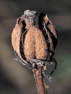 Monotropa uniflora, From Last Year! The desiccated remains of last year’s flower compared to Lisa Kimmerling’s photo,
https://www.jungledragon.com/image/68296/ghost_pipe_monotropa_uniflora.html Canada,Geotagged,Ghost Plant,Monotropa uniflora,Summer
