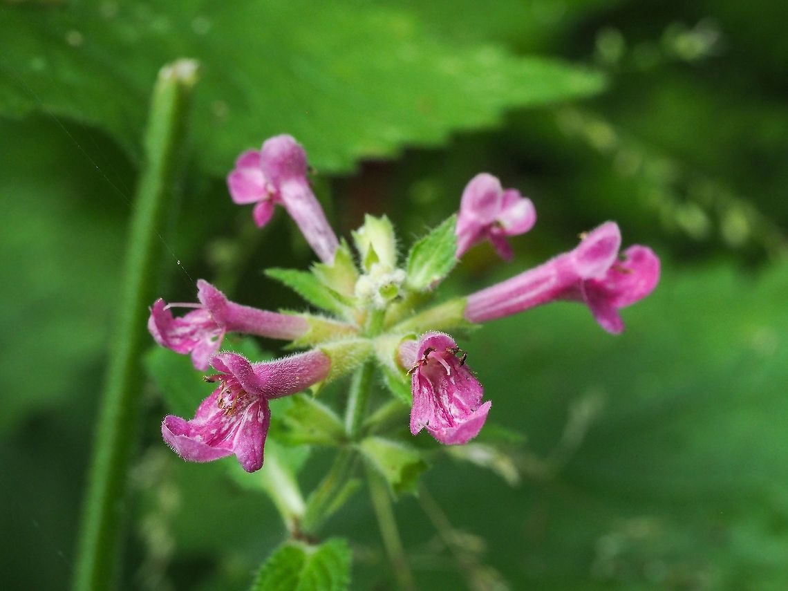 An Inflorescence of Stachys chamissonis var. cooleyae Not many flowers but lots of greenery next to a slow flowing stream. Canada,Coastal hedgenettle,Geotagged,Stachys chamissonis,Summer