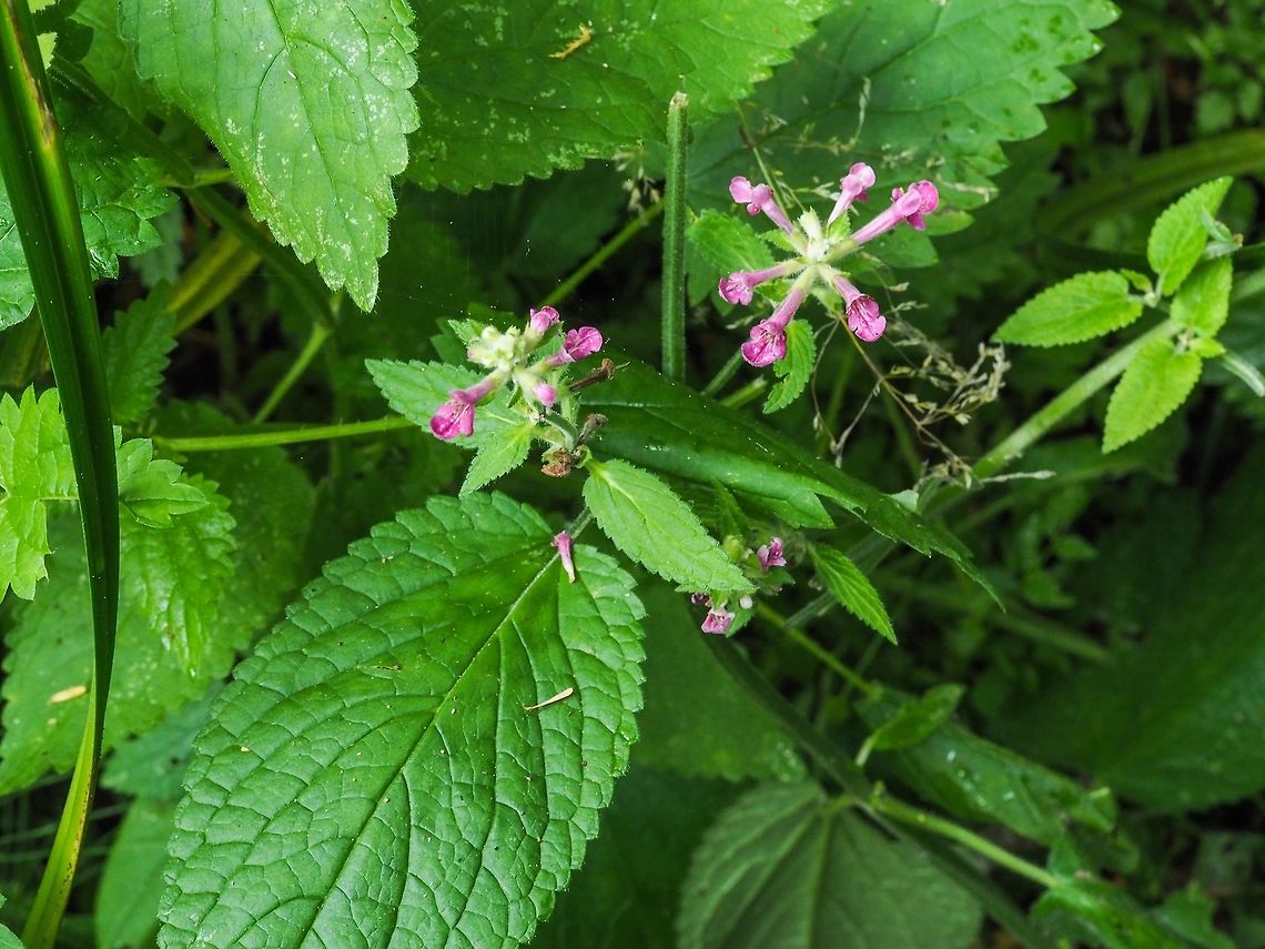 Cooley’s Hedge-nettle, Stachys chamissonis var. cooleyae. Loving the moisture from a nearby stream. Canada,Coastal hedgenettle,Geotagged,Stachys chamissonis,Summer