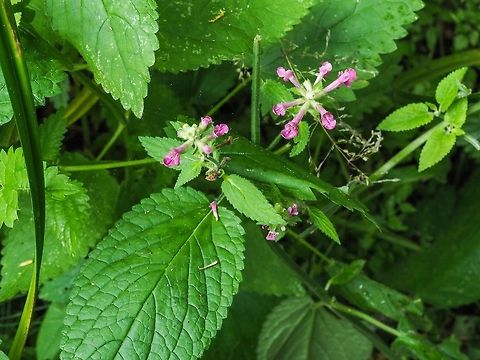 Cooley’s Hedge-nettle, Stachys chamissonis var. cooleyae. Loving the moisture from a nearby stream. Canada,Coastal hedgenettle,Geotagged,Stachys chamissonis,Summer