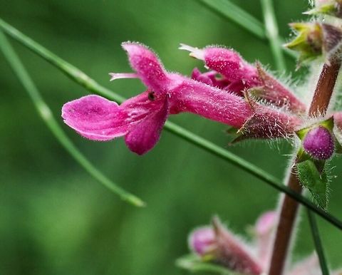 Coastal Hedgenettle A closer look. Canada,Coastal hedgenettle,Geotagged,Stachys chamissonis
