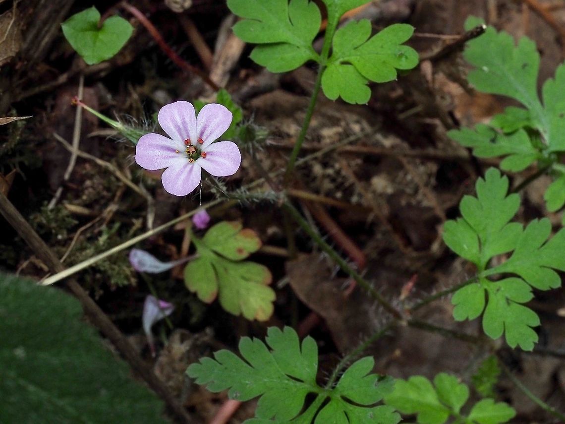 Robert’s Geranium An introduced species from Europe. Canada,Geotagged,Geranium robertianum,Herb Robert,Summer