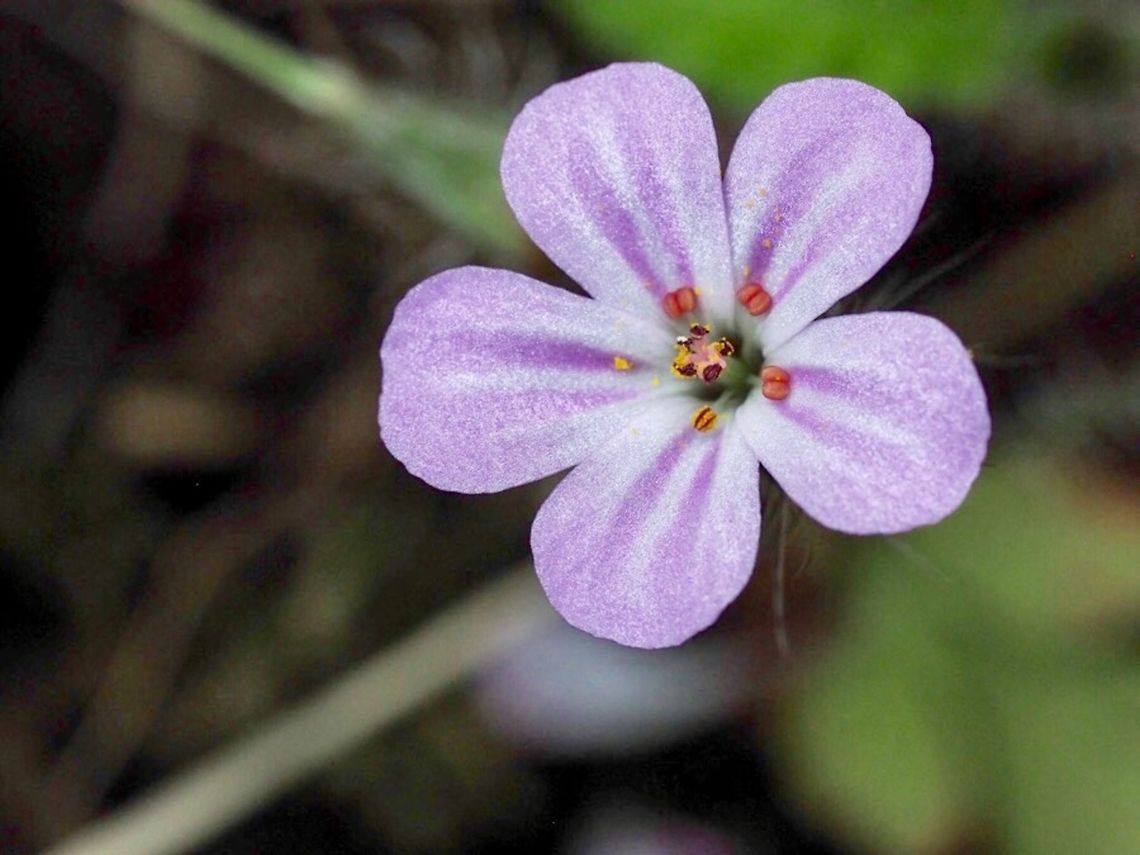 Geranium robertianum An introduced &ldquo;weed&rdquo; from Europe but a lovely little flower.  Canada,Geotagged,Geranium robertianum,Herb Robert