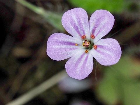 Geranium robertianum An introduced “weed” from Europe but a lovely little flower.  Canada,Geotagged,Geranium robertianum,Herb Robert