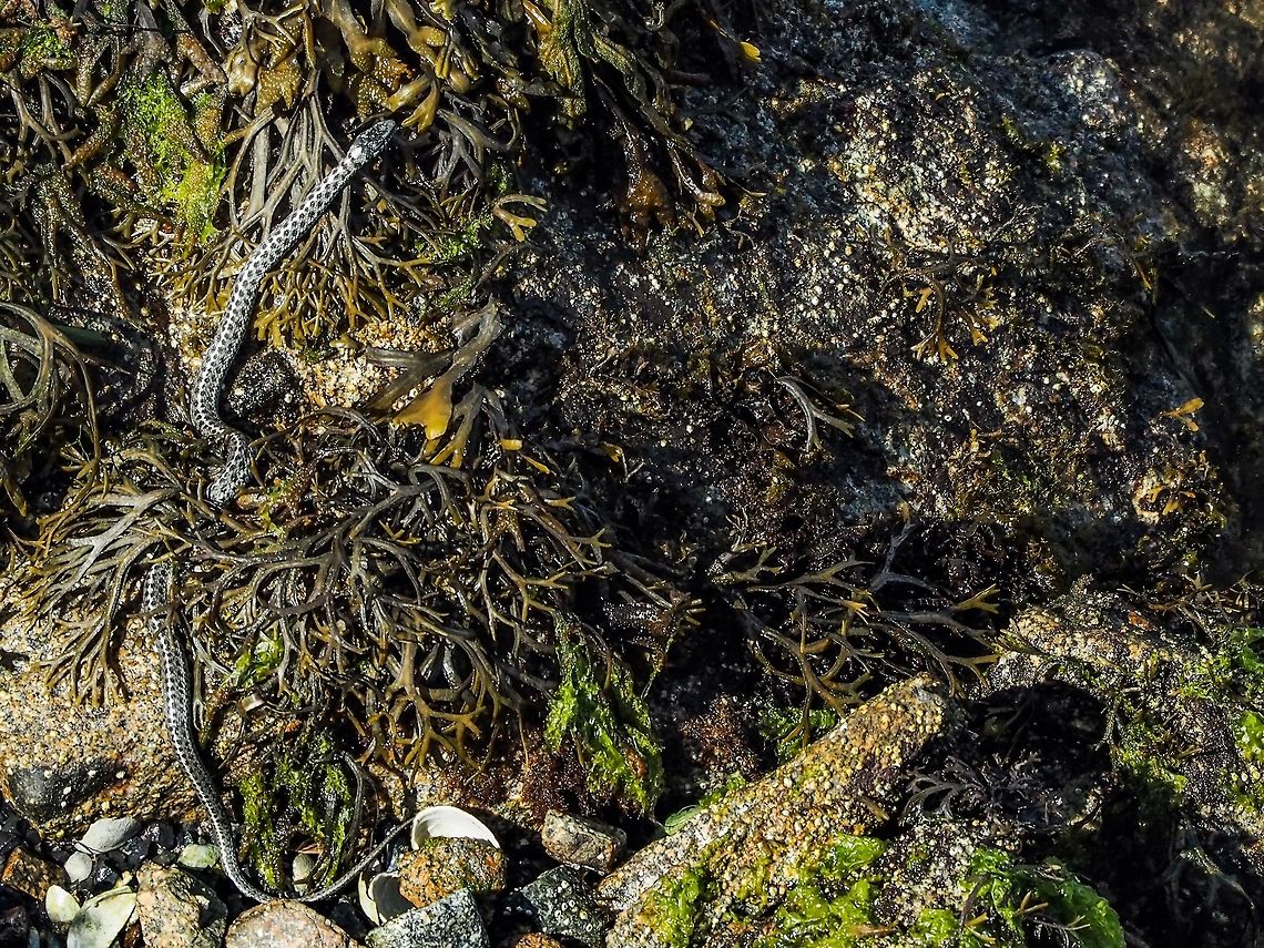 Sun’s out! Beach time! This snake is not going to miss out on an opportunity to catch an unwary crab or fish for lunch. The salt water begins at the upper right of the photo. This fellow is an example of Thamnophis elegans vagrans. Canada,Geotagged,Summer,Thamnophis elegans,Thamnophis elegans vagrans,Western terrestrial garter snake