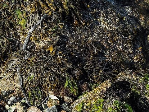 Sun&rsquo;s out! Beach time! This snake is not going to miss out on an opportunity to catch an unwary crab or fish for lunch. The salt water begins at the upper right of the photo. This fellow is an example of Thamnophis elegans vagrans. Canada,Geotagged,Summer,Thamnophis elegans,Thamnophis elegans vagrans,Western terrestrial garter snake