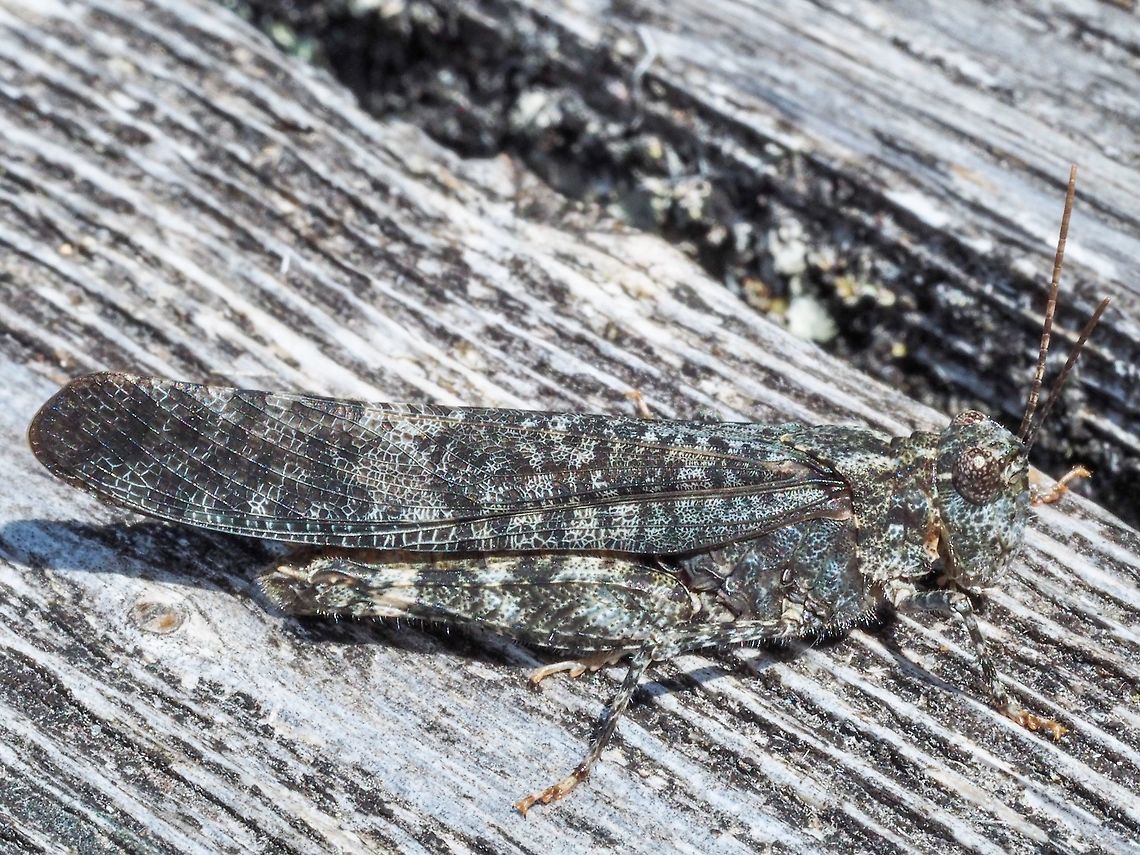 A Crackling Forest Grasshopper. The first of the season. This fellow noisily landed on our deck. A poor choice for a background but it stayed still long enough for me to go and get the camera, take a few photos then it noisily hopped/flew away. Canada,Crackling Forest Grasshopper,Geotagged,Summer,Trimerotropis verruculata