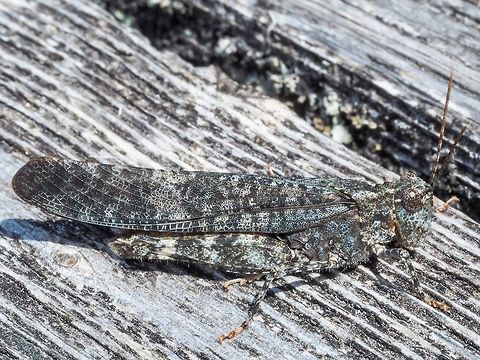 A Crackling Forest Grasshopper. The first of the season. This fellow noisily landed on our deck. A poor choice for a background but it stayed still long enough for me to go and get the camera, take a few photos then it noisily hopped/flew away. Canada,Crackling Forest Grasshopper,Geotagged,Summer,Trimerotropis verruculata