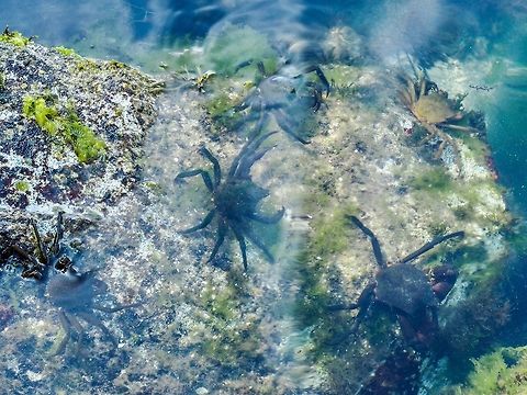 Pugettia producta, The Northern Kelp Crab or the Shield-backed Kelp Crab I don&rsquo;t know what the collective noun for crabs is but it might of been helpful in this case. Doing the research I did find that the scientific name seems to be P. producta and not P. productus. Canada,Geotagged,Northern Kelp Crab,Northern lame crab,Pugettia producta,Shield-backed Kelp Crab,Summer