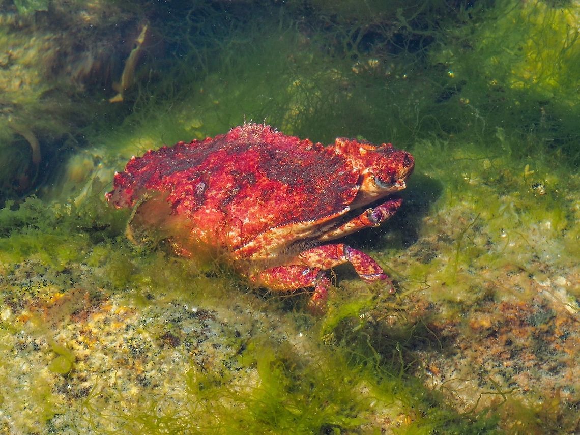 A Low Tide Find. Its a crab, it’s red and it’s on a rock. It must be a red rock crab! This Cancer productus was large, 15cm across its carapace, making it legal to catch, keep and eat. Having nothing but bare hands I left it alone. I also restrained from trying to get it to turn around and face the camera. Canada,Cancer productus,Geotagged,Red Rock Crab,Summer