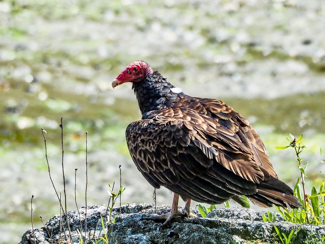 A Resting Turkey Vulture I thought I was hidden well enough but this fellow has obviously spotted me.   Canada,Cathartes aura,Geotagged,Summer,Turkey Vulture