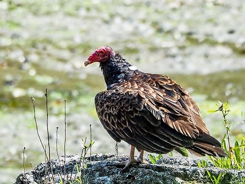 A Resting Turkey Vulture I thought I was hidden well enough but this fellow has obviously spotted me.   Canada,Cathartes aura,Geotagged,Summer,Turkey Vulture